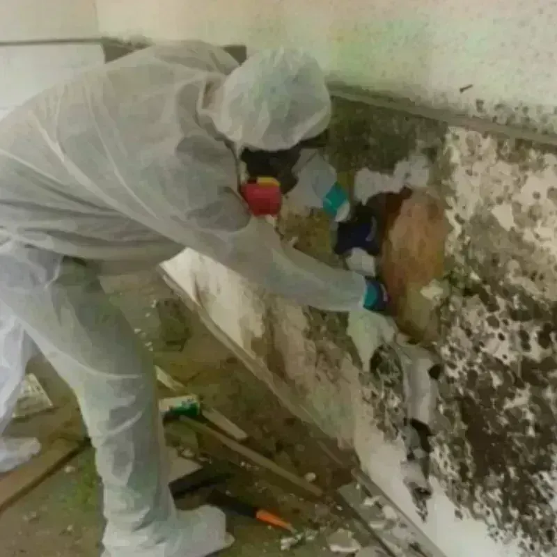 Mold Remediation and Removal in New Castle County, DE